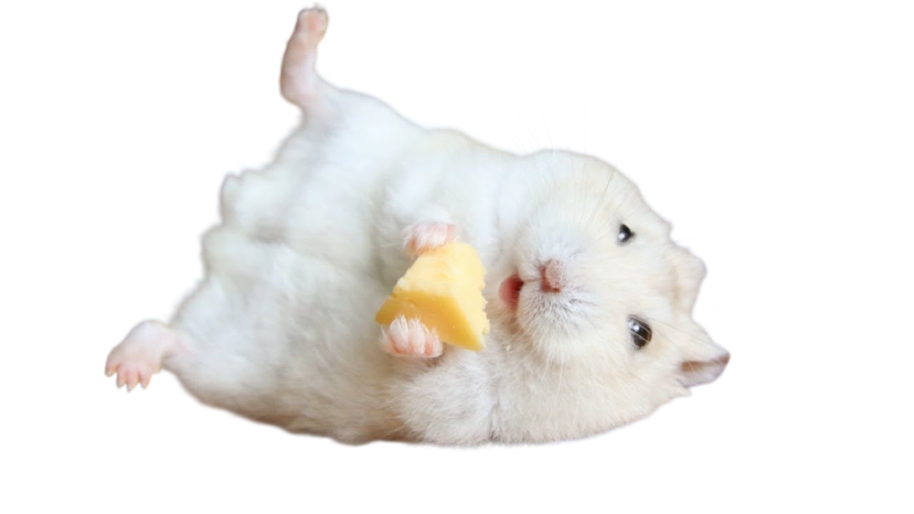 Happy Cute Syrian Hamster eating for adoption in Delhi NCR